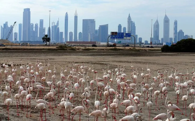 A general views shows pink flamingos standing on the mud flats at the Ras al-Khor Wildlife Sanctuary with the Dubai skyline in the background, on the outskirts of the city on April 5, 2016. The sanctuary which is Dubai's only desert wetland occupies about 2.4 square miles on the banks of Dubai Creek and comprises of mudflats, lagoons, pools, and mangroves. (Photo by Karim Sahib/AFP Photo)