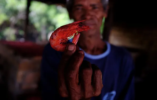Benedito, 66, shows a smoked prawn after smoking it on a wood-fired oven in Corumbau village on the coast of Bahia state, Brazil, February 19, 2017. (Photo by Nacho Doce/Reuters)