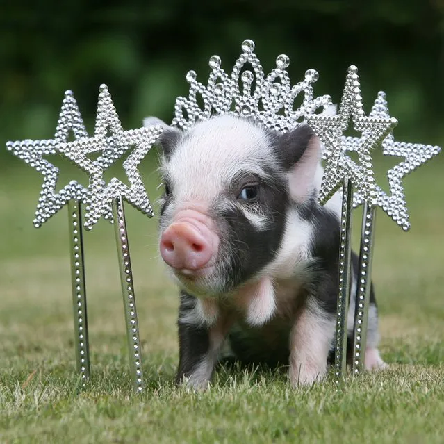 Micro Pig Photos. (Photo by Richard Austin)