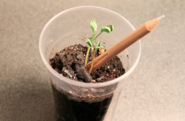 Sprout A Pencil That Grows