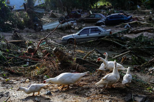 Ducks are seen near damaged cars after the flooding a day earlier at Kuala Langat, 15KM from KuaLumpur, Malaysia, 20 December 2021. Several Malaysian states has been struck by floods caused by two days of heavy rain leaving five killed and 41,000 of residents to be evacuated with many trapped in their vehicles and homes. (Photo by Fazry Ismail/EPA/EFE)