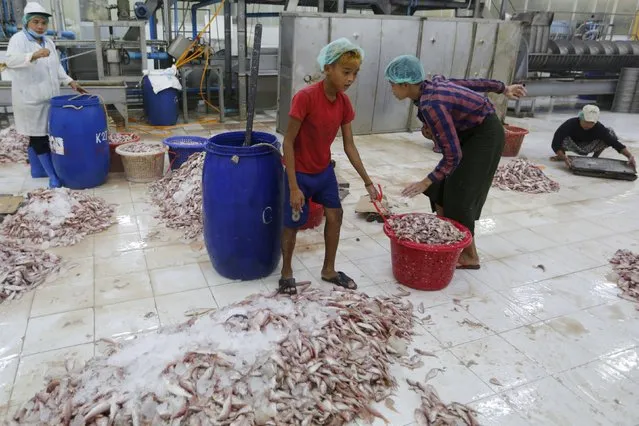 A boy works at a seafood export factory in Hlaingthaya Industrial Zone, outside Yangon, Myanmar February 19, 2016. (Photo by Soe Zeya Tun/Reuters)