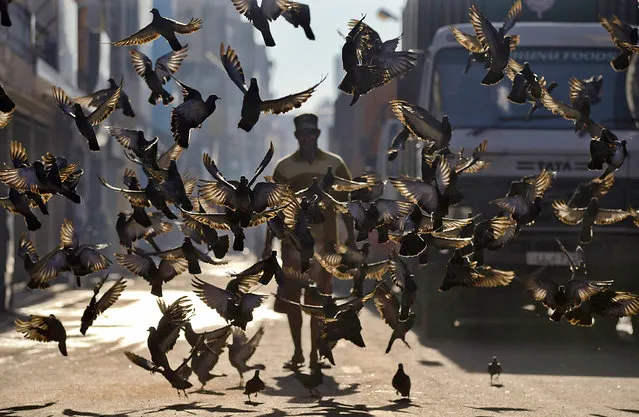 A flock of pigeons take off as a Sri Lankan man makes his way through a street in Colombo, Sri Lanka, Wednesday, April 20, 2016. Some believe feeding pigeons earn them good deeds. (Photo by Eranga Jayawardena/AP Photo)
