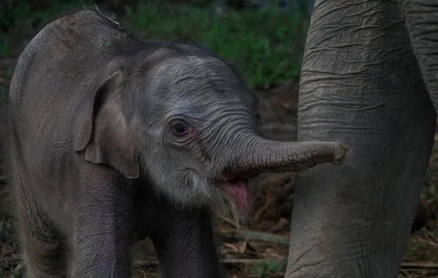 Yuyun, a newborn Sumatran elephant is seen in the Conservation Response Unit (CRU) of Alue Kuyun, West Aceh Regency, Aceh Province, July 27, 2019. Yuyun was born on July 24th. She is the son of Suci, Sumatran elephant ( 30 years). In 2012 Suci gave birth to her first baby which died in 2015 because of the Elephant Endotheliotropic Herpes Virus (EEHV). (Photo by Khalis Surry/Anadolu Agency via Getty Images)