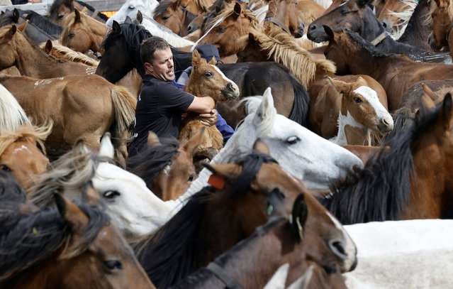 A man tries to handle horses as people attend the traditional Rapa Das Bestas festival in Cedeira, A Coruna, Spain, 02 June 2024. Annually, wild horses are captured in the hills and then carried to a farmyard to be branded and their hair cut during a feast. Several thousand people attended the feast to observe young people overcoming horses without using ropes or sticks.  (Photo by Kiko Delgado/EPA)