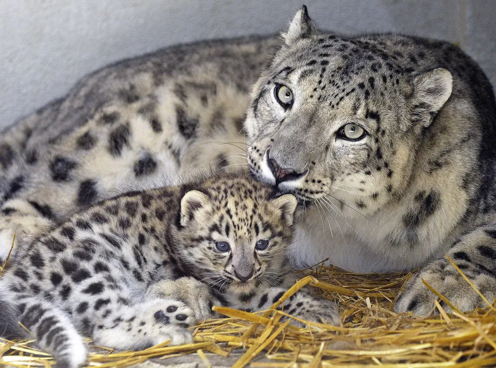 Celebrate Mother's Day with Cute Critters