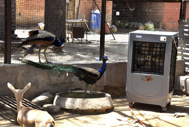 A Chinkara gazelle and peacocks rest in front of a desert cooler to beat the heat on a hot summer day in Bikaner, in the Indian western state of Rajasthan, Thursday, May 23, 2024. (Photo by Dinesh Gupta/AP Photo)
