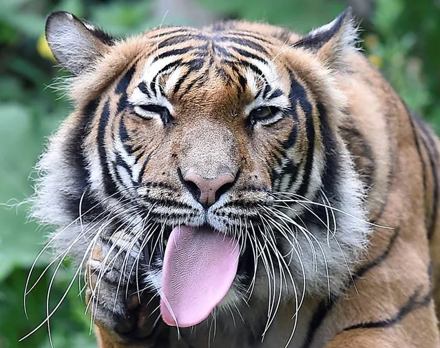 A tiger sticks out his tongue during a rainy spring day at the zoo in Dortmund, Germany, Tuesday, April 29, 2014. (Photo by Martin Meissner/AP Photo)