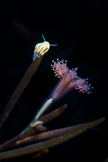 Coast and marine England category. Stalked Jellyfish and Rissoa Snail, taken in Kimmeridge Bay, Dorset by Paul Pettitt from Royston, Hertfordshire. (Photo by Paul Pettitt/British Wildlife Photography Awards/PA Wire Press Association)