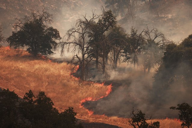 Grass and oak trees burn during the Basin Fire in the Sierra National Forest in Fresno County, California, June 27 2024. A trio of wildfires, named the “June Lightning Complex Fire”, in the county have burned 7,002 acres (2834 hectares), and together are 15 percent contained, with evacuation orders in place by Cal Fire authorities. (Photo by David Swanson/AFP Photo)