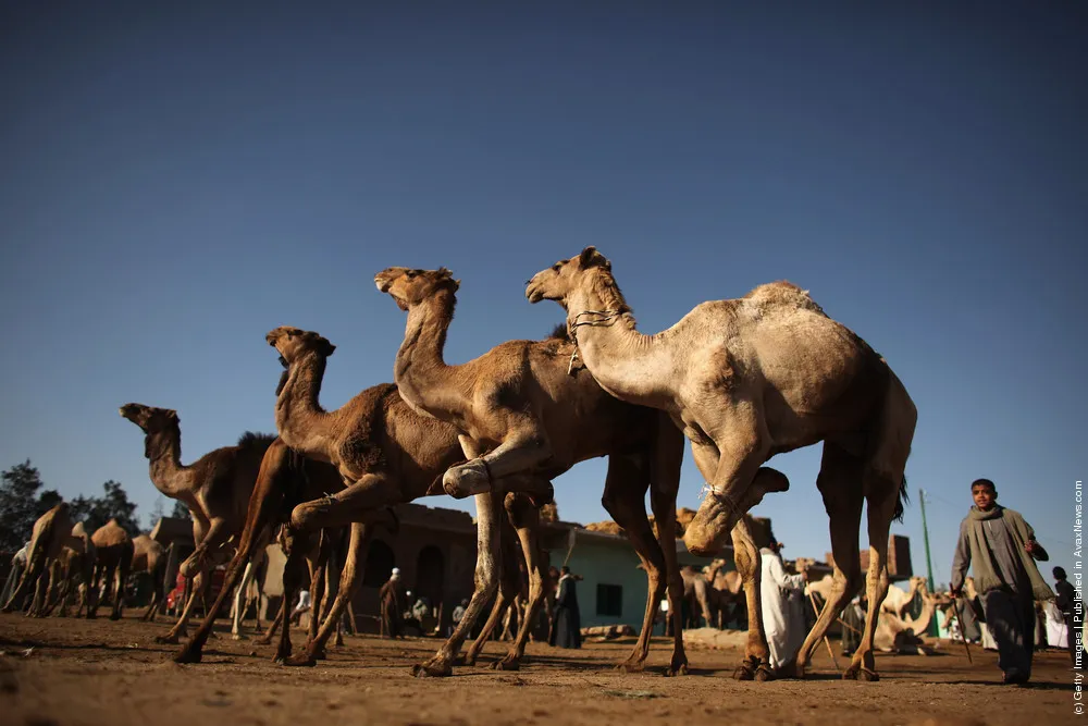 Thousands Of Camels Are Sold At Birqash Camel Market