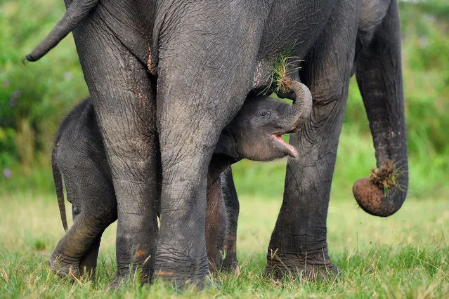 This picture taken on May 10, 2017 shows a baby Sumatran elephant playing with her mother at the Trumon Conservation Response Unit in the Leuser Ecosystem wildlife reservation area in south Aceh district. The baby elephant was born on March 16 in Trumon, a wildlife corridor located in the south of the Leuser Ecosystem, which is experiencing severe threats of encroachment due to its proximity to villages. (Photo by Chaideer Mahyuddin/AFP Photo)