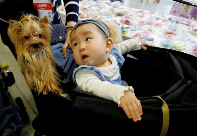 A 9-month-old baby girl and 11-year-old pet dog sit in a stroller while the baby's mother visit Interpets, an international fair for pet-related products and services, in Tokyo, Japan, March 31, 2022. (Photo by Kim Kyung-Hoon/Reuters)