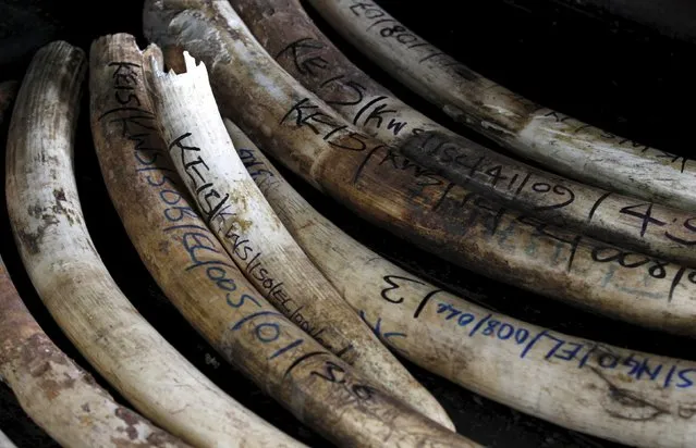 Elephant tusks recovered from various operations are arranged at the Kenya Wildlife Services (KWS) headquarters in Kenya's capital Nairobi, July 21, 2015, during the commissioning of the inventory exercise of the national elephant ivory and rhino horn stockpile. (Photo by Thomas Mukoya/Reuters)