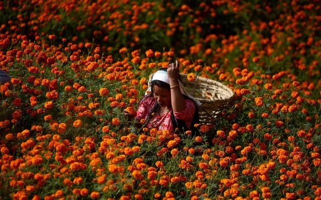 A woman collects marigold flowers for the upcoming Tihar (Diwali) festival in Ichangu Narayan village, on the outskirts of Kathmandu on October 25, 2019. Tihar (Diwali), known as the festival of lights, is a five-day Hindu festival celebrated in late autumn during which various forms of animals are worshipped. The festival is also celebrated in honour of the Hindu goddess Laxmi, the goddess of wealth. (Photo by Sulav Shrestha/Xinhua News Agency)