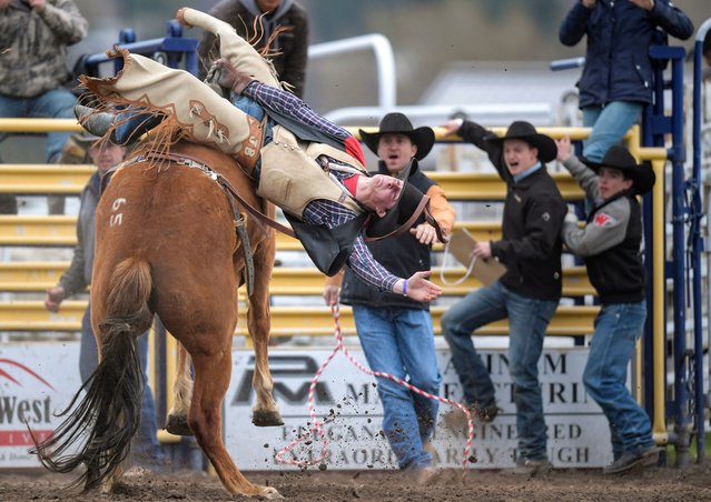 Bareback rider Trevor Kay of the Univeristy of Montana – Western rides during a college rodeo hosted by the University of Montana on April 30, 2022 in Missoula, Montana. (Photo by Tommy Martino/University of Montana via Getty Images)
