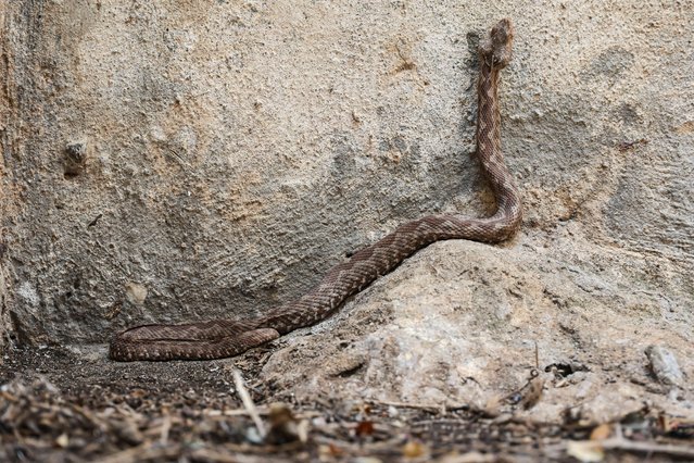 Vipera ammodytes the nose horned venomous viper snake spotted in northern Greece trapped in an abandoned human made subterranean construction. It is considered the most dangerous species in Europe with a a high venom toxicity. Serres region, Greece on August 2024 (Photo by Nicolas Economou/NurPhoto via Getty Images)