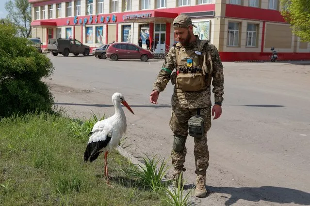 Ukrainian serviceman tries to pet a stork, as Russia's attack on Ukraine continues, in the town of Barvinkove, Kharkiv region, Ukraine on May 1, 2022. (Photo by Serhii Nuzhnenko/Reuters)