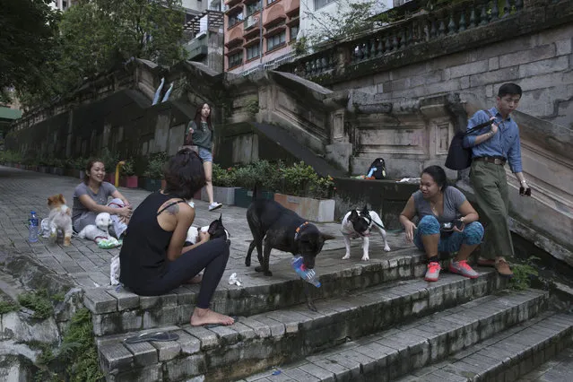 In this June 24, 2017, photo, domestic workers with dogs chat on the slope in Western district of Hong Kong. (Photo by Kin Cheung/AP Photo)