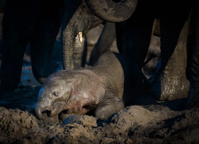 Baby elephant took a tumble in mud. (Photo by Wim van den Heever/Caters News)