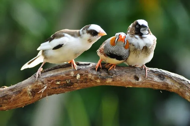One finch uses its neighbour to snooze while another peers over their shoulder in Kristine Mayes' “Hello? Are You Awake?”, on August 17, 2011 in Vancouver, British Columbia. (Photo by Kristine Mayes/CWPA/Barcroft Images)