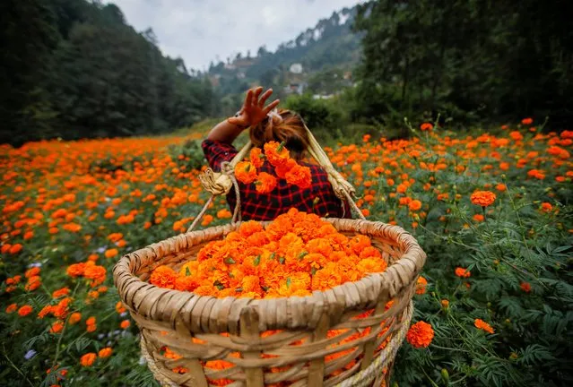 A woman fills her basket with marigold flowers, used to make garlands and offer prayers, as she plucks them before selling to the market for the Tihar festival, also called Diwali, in Kathmandu, Nepal on October 25, 2019. (Photo by Navesh Chitrakar/Reuters)