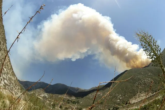 A smoke plume rises from the so-called "Cabin Fire" in the Angeles National Forest near Los Angeles, California, August 15, 2015. The brush fire has scorched 2,500 acres in the Angeles National Forest north of Glendora, according to latest news reports. (Photo by Jonathan Alcorn/Reuters)