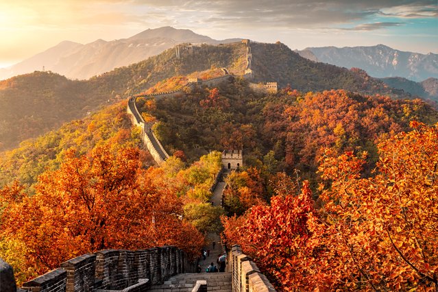 A view of the picturesque scenery of maple leaves turning red in autumn at Mutianyu section of the Great Wall on October 29, 2024 in Beijing, China. (Photo by Zhang Dianfu/VCG via Getty Images)
