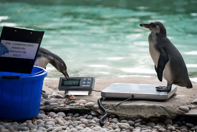 A Humboldt penguin is weighed on scales during a photocall at London Zoo on August 24, 2017, to promote the zoo's annual weigh-in event. (Photo by Chris J. Ratcliffe/AFP Photo)