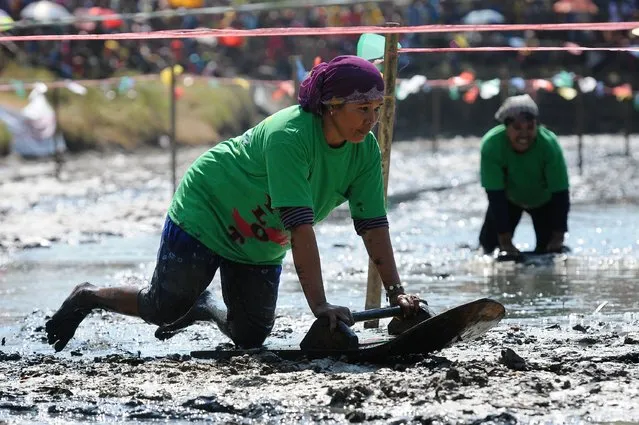 Skilot participants compete in the aqueous mud arena on August 4, 2014 in Pasuruan, Java, Indonesia. Skilot is a traditional mud surfing competition from Lekok Village, Pasuruan, played by clam seekers and fishermen in thanksgiving for the sea harvest. Children and adults take part in skilot competition by riding wooden surfboards in an watery mud arena. (Photo by Robertus Pudyanto/Getty Images)