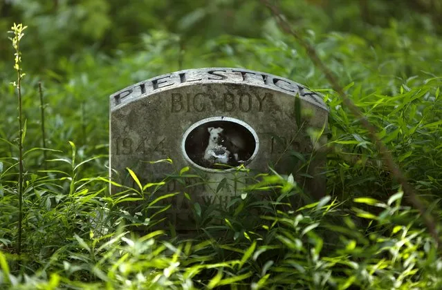 A dog's headstone for “Big Boy” is seen in an overgrown section of the Aspin Hill Memorial Park in Aspen Hill, Maryland, August 25, 2015. (Photo by Gary Cameron/Reuters)