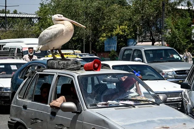 A pet pelican is sprayed with water as it stands on top of a car in traffic in Kabul on July 19, 2022. (Photo by Lillian Suwanrumpha/AFP Photo)
