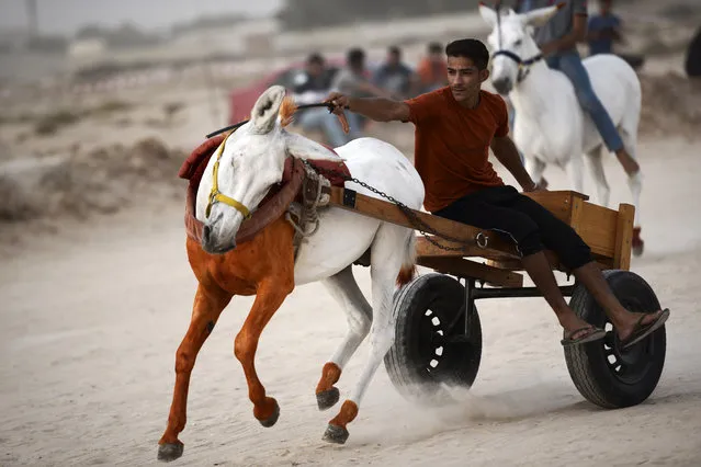 A Bahraini man rides his donkey cart as he competes in a local race in the village of Saar, West of the capital Manama, on September 4, 2015. (Photo by Mohammed Al-Shaikh/AFP Photo)