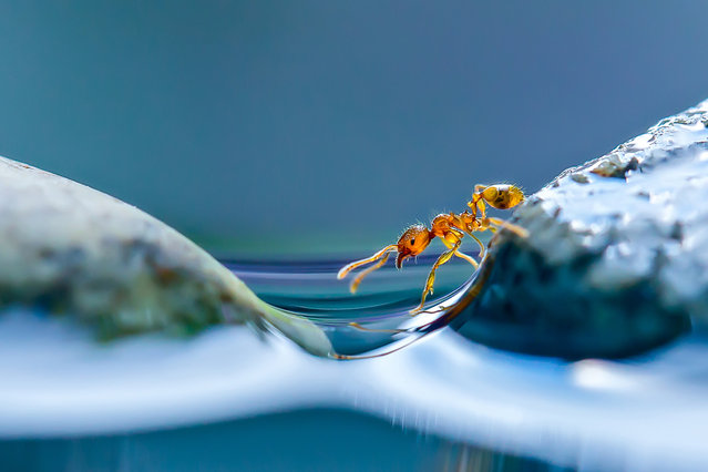 A macro view of an ant attempting to cross stones on a pond in Obihiro, Japan. Animal-Lover Miki Asai has gone a step beyond feeding bread to the ducks – by syringe-feeding water to tiny ants. The office worker from Obihiro City, Japan, squirts droplets near the tiny insects and then uses a macro lens to capture quenching their thirst. The amateur photographer started capturing these images near her house in July 2013 after spotting an ant struggling in the rain. (Photo by Miki Asai/Barcroft Media)