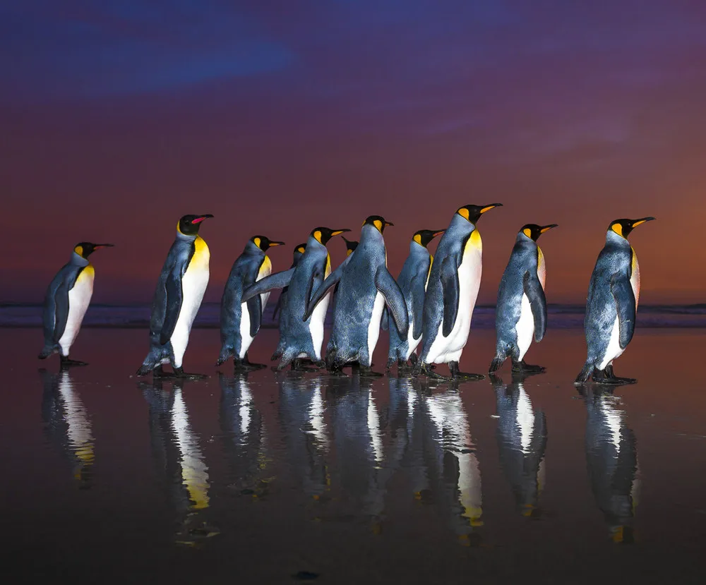 Penguins in Golden Sunrise