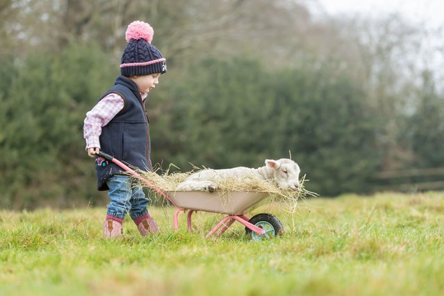 2 year old Martha May has a playful time with a week-old lamb on her family farm near Kidderminster, Worcestershire, UK on January 12, 2025, before the peak of the lambing season in spring. (Photo by Peter Lopeman/Alamy Live News)