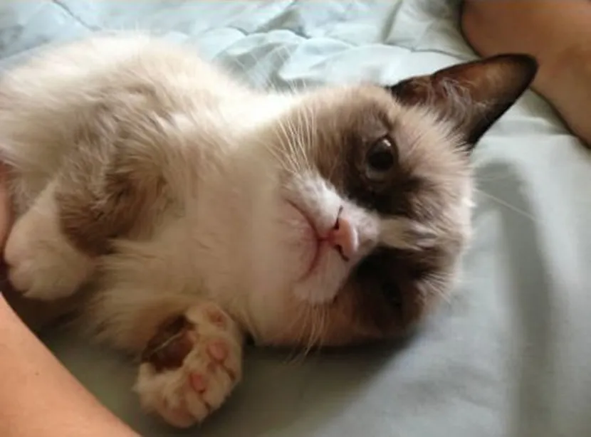 Grumpy Cat: Photos + Video