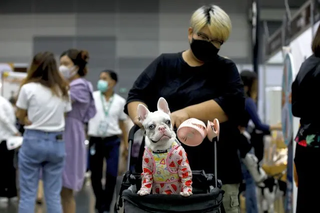 A French bulldog wearing pyjamas rides on a trolley at the Pet Expo Championship 2022 in Bangkok, Thailand, 08 September 2022. The 4th Pet Expo Championship 2022, this year under the 'Mission Impossible' theme after it was suspended for 2 years due to COVID-19, aims to create business opportunities and increase revenue for exhibitors, as well as foster good attitude and basic understanding to raising pets. The expo runs from 8 to 11 September 2022. (Photo by Diego Azubel/EPA/EFE/Rex Features/Shutterstock)