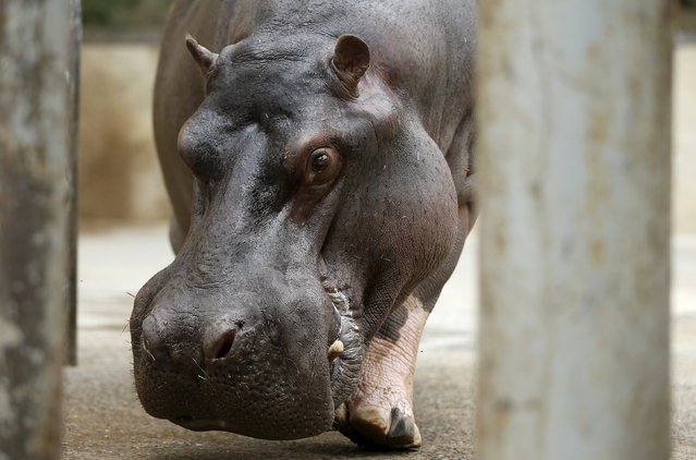 A hippopotamus named Begi walks inside its enclosure at the zoo in Tbilisi, Georgia, September 13, 2015. (Photo by David Mdzinarishvili/Reuters)