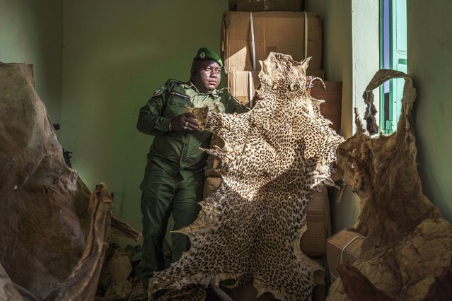 Ousmane Sambou, a sergeant with Senegal's Direction of National Parks, holds up a confiscated leopard skin at the DPN headquarters in Tambacounda, Senegal on Monday, January 13, 2025. (Photo by Annika Hammerschlag/AP Photo)