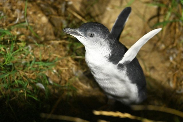 A little blue penguin walks towards its nest after arriving to the shore in one their colonies at Pilots beach, a suburb of Dunedin on March 18, 2025. (Photo by Sanka Vidanagama/AFP Photo)