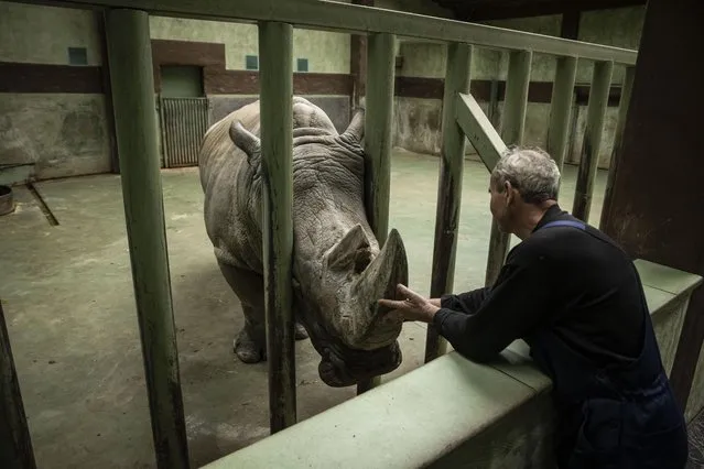 A Zoo worker tends to a Rhino in XII Misyatsiv Zoo on November 3, 2022 in Demydiv, Ukraine. The zoo animals have been traumatized from shelling in the early days of the conflict after Russia invaded Ukraine on February 24. Now as winter looms and business is worse than during the Covid pandemic, the zoo is relying on donations and improvised emergency heat generators to keep the animals warm. (Photo by Ed Ram/Getty Images)
