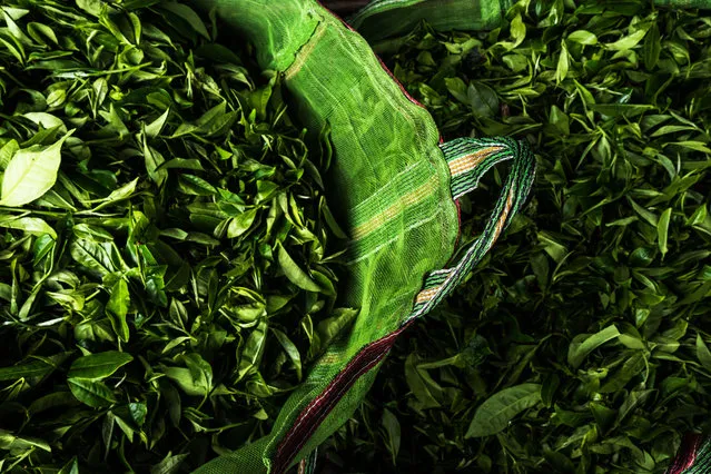 Freshly hand-picked tea leaves sit in bags at the Makaibari Tea Estate factory in Kurseong, West Bengal, India, on Monday, September 8, 2014. (Photo by Sanjit Das/Bloomberg)