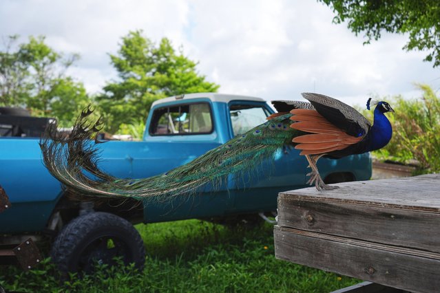 A peacock alights next to a pickup truck at Mack's Fish Camp, a family-owned airboat tour business and campground on the Eastern edge of the Everglades, Wednesday, May 28, 2025, near Miramar, Fla. (Photo by Rebecca Blackwell/AP Photo)