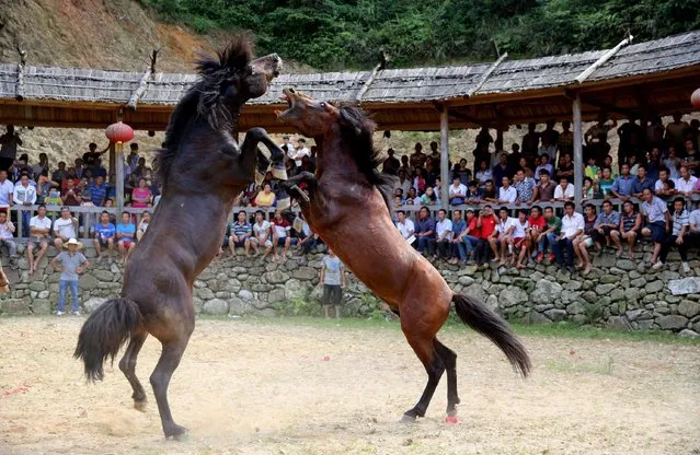 Two horses fight during a Xinhe Festival in Peixiu Village of Antai Township in Rongshui Miao Autonomous County on July 11, 2016 in Liuzhou, Guangxi Zhuang Autonomous Region of China. (Photo by VCG/VCG via Getty Images)