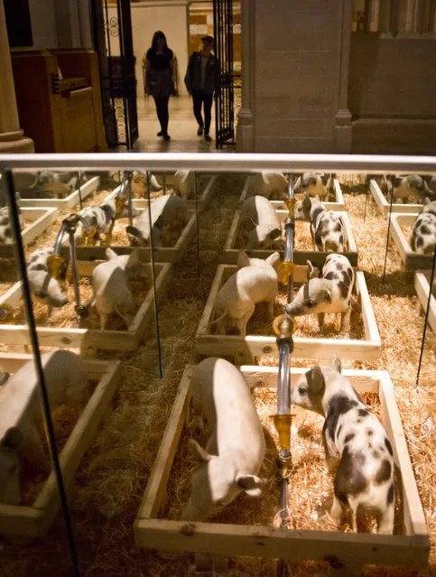 Artist Pascal Bernier's mixed media taxidermic "Piglets Farm Set", appears among the works of 30 artists in the multimedia exhibition "The Value of Food: Sustaining a Green Planet" at the Cathedral of St. John the Divine, Wednesday, October 7, 2015, in New York.  (Photo by Bebeto Matthews/AP Photo)