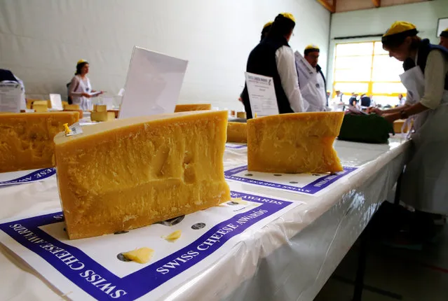 Pieces of Sbrinz cheese are displayed during the Swiss Cheese Awards competition in Le Sentier, Switzerland September 23, 2016. One hundred and fourty-two experts have to choose the best out of 777 cheeses from 353 producers competing in 28 categories. (Photo by Denis Balibouse/Reuters)