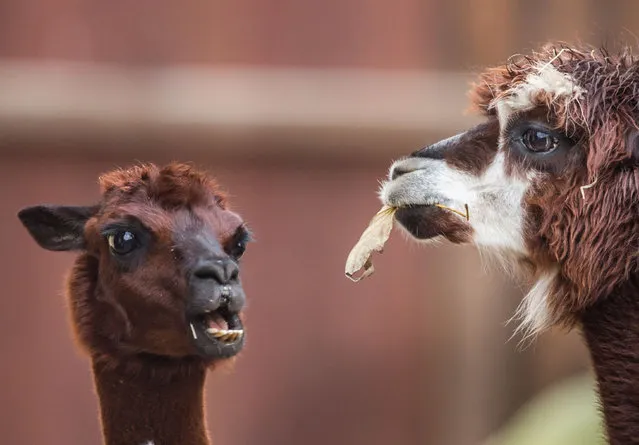 An alpaca watches another one munching on an autumn leaf in their enclosure at the zoo in Frankfurt, central Germany, Tuesday, November 18, 2014. (Photo by Frank Rumpenhorst/AFP Photo/DPA)