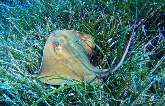 A stingray is pictured among seagrasses in Kas district of Antalya on May 07, 2025. Posidonia oceanica meadows, seagrasses known as the “lungs of the Mediterranean”, face the threat of extinction. Listed as a protected species by the International Union for Conservation of Nature, these underwater habitats highlight the region's rich ecological and biological diversity. District of Kas, a popular destination for thousands of diving enthusiasts each year, is known for its scenic bays where blue waters meet lush greenery. (Photo by Tahsin Ceylan/Anadolu via Getty Images)