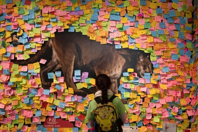 A girl looks at a photo of the famed mountain lion known as P-22 as the exhibit wall is covered with Post-It notes paying tribute to the big cat at the Natural History Museum of Los Angeles County in Los Angeles, Friday, January 20, 2023. The popular puma gained fame as P-22 and shone a spotlight on the troubled population of California's endangered mountain lions and their decreasing genetic diversity. But it's the big cat's death – and whether to return his remains to ancestral tribal lands where he spent his life – that could posthumously give his story new life. (Photo by Jae C. Hong/AP Photo)